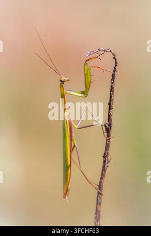 European praying mantis Mantis religiosa perched on a dry twig close-up. Stock Photo