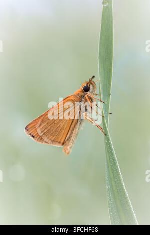 Small skipper butterfly Thymelicus sylvestris perching on a green blade of grass close-up. Stock Photo