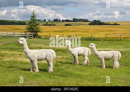 Three alpacas outdoors in their farm pasture. Non-traditional livestock in central Alberta, Canada. Vicugna paco Stock Photo