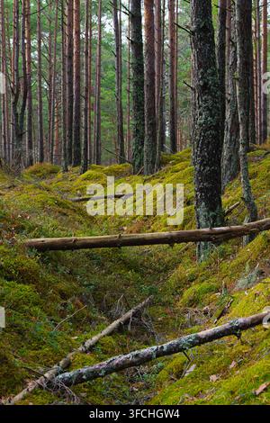 A vertical view of a pine forest in Kemeri National Park, Latvia. Deep, moss-covered trenches and fallen logs characterize the uneven woodland terrain Stock Photo