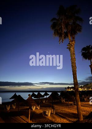 A twilight scene at a beach in Los Cristianos, Arona, Canary Islands, Spain. Tall palm trees stand silhouetted against a deep blue sky dotted with sta Stock Photo