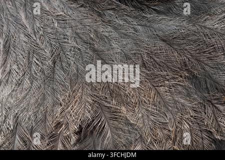 Full frame macro texture of soft grey and brown ostrich feathers, detailed natural background. Stock Photo