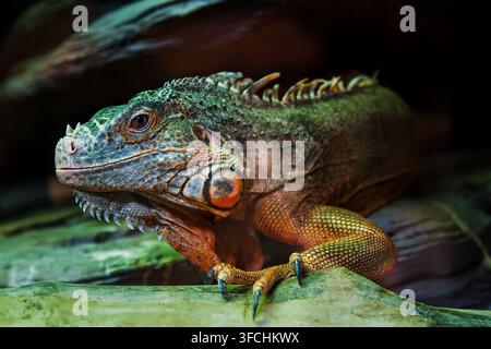 The lizard sits on a rock Stock Photo