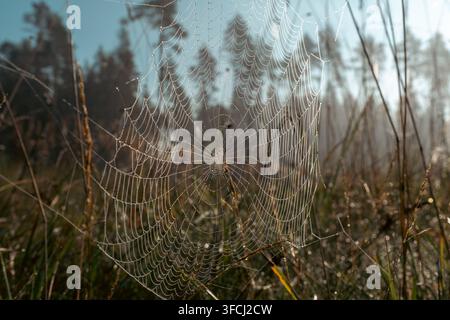 Large dew-covered spider web sparkling in morning sunlight among grasses in a misty natural landscape. Stock Photo