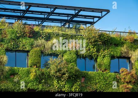 Windows and wall of green sustainable office building with facade covered with variety of plants Stock Photo