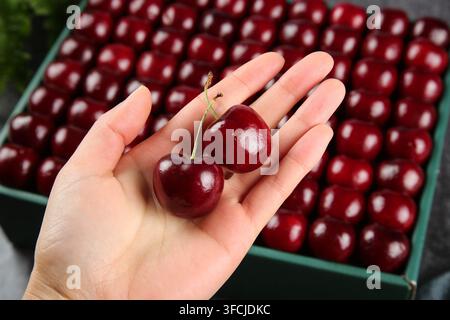 Hand holding two dark red cherries in front of a box filled with cherries. Stock Photo