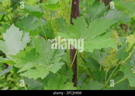 Grapevine flowering with young grape clusters and fresh green leaves. Stock Photo
