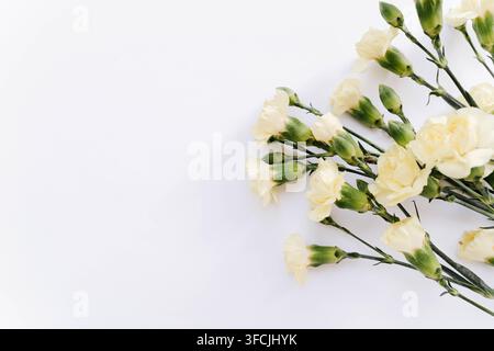 Delicate cream carnation flowers and green buds arranged along the top of a clean white background with large copy space. Minimal floral composition f Stock Photo