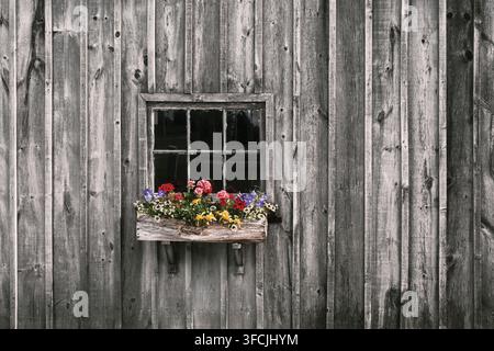 Colourful summer flowers in a rustic window box beneath an old multi-pane window on the weathered wooden wall of a rural shed in Ontario, Canada. Stock Photo
