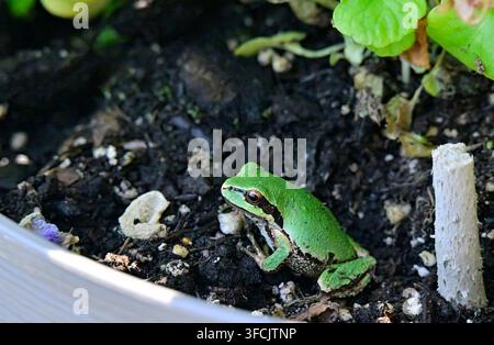An adult Green Tree Frog sitting in a flower pot on Vancouver Island British Columbia Canada. Stock Photo