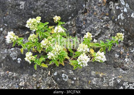 White flowered form of wild marjoram Origanum vulgare growing in stone wall at Dover castle UK June Stock Photo