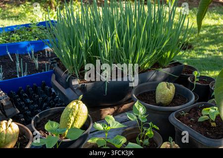 Lush green onions grow in a large plastic container alongside sprouted chayote squash and young plant seedlings in a sunny outdoor home garden setting Stock Photo