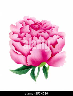 Peony illustration, watercolor painting of a peony isolated on white background Stock Photo