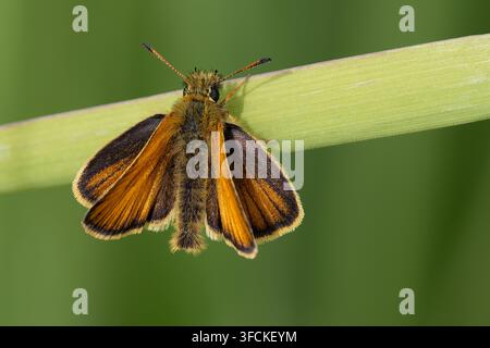 Extreme close up macro photograph of an orange European Skipper butterfly perched on a green plant stem in Wyoming. Stock Photo
