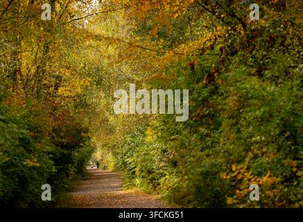 Lush Deciduous Tree Forest Fall Colours Stock Photo