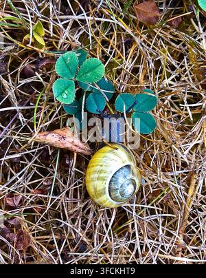 Snail Crawling Across Clover Leaves on Dry Grass Stock Photo