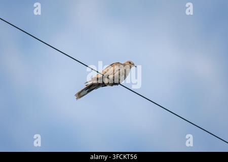 Eurasian Collared Dove Perched on a Utility Wire Stock Photo
