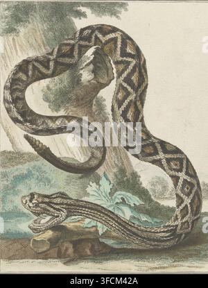 South American rattlesnake (Crotalus durissus), print, Series number, 10, A rattlesnake with its mouth open, seen from the side., printmaker: Simon Fokke, 1722 - 1784, paper, etching, hand coloring, etching hand-colored in the colors gray, brown, and green, height 210 mm x width 168 mm, snakes., A large coiled snake with patterned dark and light diamond markings fills the scene, its body looping over a textured rock and across a background of foliage and a pale sky. The snake's head is raised and open, showing a detailed mouth, scales, and a visible eye, with a forked tongue suggested by the Stock Photo