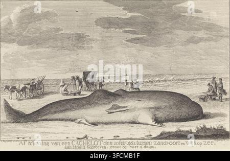 Drawing of a cache dated 20 Feb 1762 between Zandvoort and Wyk op Zee, washed ashore, size 61 feet 6 inches., Stranded sperm whale, print, A stranded sperm whale lies on a beach. On the right a draftsman, on the left a farm cart and a carriage, a saleswoman and in the middle a watching couple., printmaker: Hendrik Spilman, Haarlem, after drawing by Jan Augustini, 1762 - 1764, paper, etching, height 275 mm x width 422 mm, draughtsman at work - CC - out of doors, four-wheeled, animal-drawn vehicle, eg: cab, carriage, coach, (farm) wagon, freight wagon, cart, swimming mammals: whale (+ dying anim Stock Photo