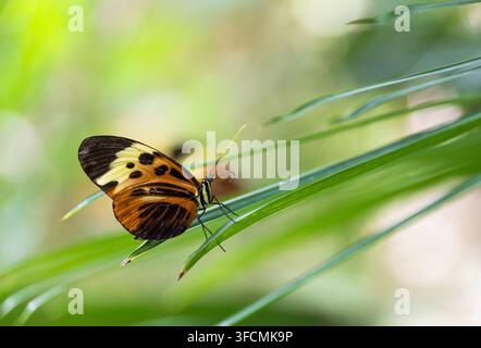 Tiger Longwing butterfly (Heliconius ismenius) perched on leaves. Natural green background with copy space. Stock Photo