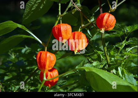 Plant of the nightshade family Physalis. Large red fruits in the forest. Stock Photo