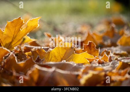 Golden maple leaves with frost edges glow in warm autumn sunlight, perfect for seasonal and nature concepts. Stock Photo