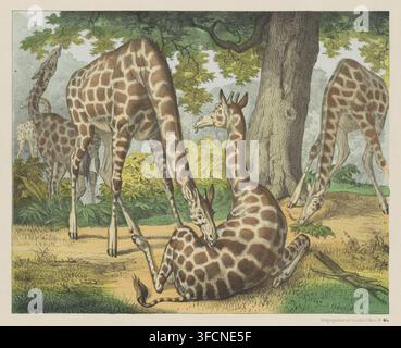 Girafa., Giraffe., Girafe, print, popular print, A group of giraffes under a tree. Numbered lower right: No. 46a., publisher: Scholz, firm Joseph, Mainz, Europe, 1829 - 1880, printmaker, Rhineland-Palatinate, paper, lithography, colour, letterpress printing, lithography colored in brown, yellow, green and blue, text in letterpress, height 349 mm x width 427 mm, hoofed animals: giraffe., A group of giraffes with patterned coats occupy a grassy clearing beneath leafy green trees, several standing and a few bending to graze while one lies curled on the ground; a large tree trunk stands toward the Stock Photo