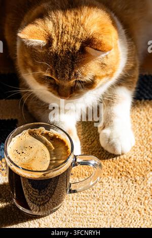 Overhead view of a curious ginger cat resting beside a glass mug of freshly brewed coffee in warm, bright sunlight on a cozy carpet. Stock Photo