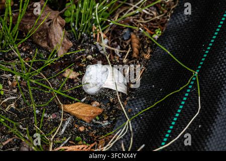 Top view of a weathered white empty snail shell resting on dark soil beside a woven geotextile fabric mat in a garden. Stock Photo