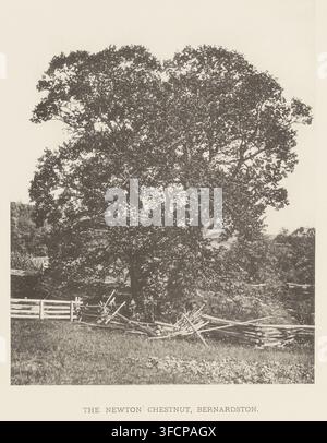The Newton chestnut, Bernardston, page, photomechanical print, number: 'XLII.', photographer: Henry Brooks, cliché maker: anonymous, United States of America, c. 1880 - in or before 1890, North America, Massachusetts, paper, collotype, photoprint, height 222 mm x width 175 mm, fence, wall, eel, trees, fruits: chestnut., A large, leafy tree fills most of the image, its dense canopy of dark foliage creating an irregular, rounded silhouette against a light background; beneath the tree there is a broken wooden fence with scattered planks and rails lying haphazardly on the grassy ground, and a Stock Photo