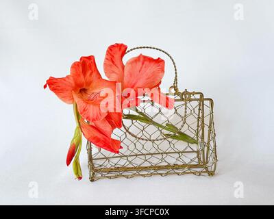Red Gladiolus Flowers in Vintage Wire Basket, Floral Still Life on White Background Stock Photo