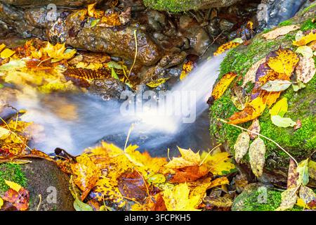 Small forest stream flows over moss covered rocks scattered with fallen autumn leaves Stock Photo