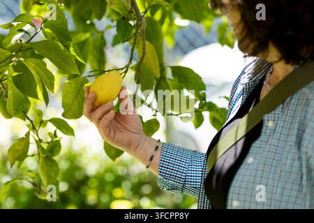 Woman checking a ripe lemon on the tree branch Stock Photo