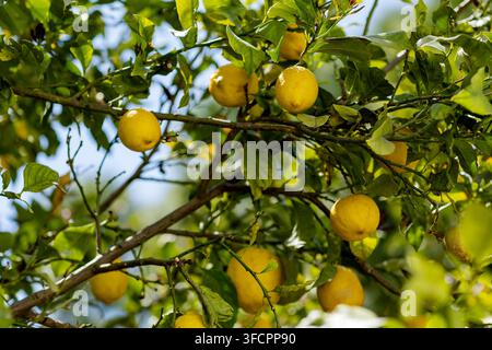 Ripe yellow lemons hanging on a tree branch Stock Photo