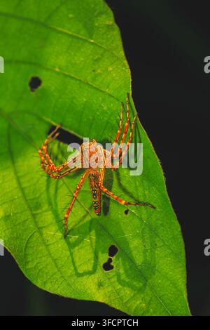 Vertical macro shot of a spiny lynx spider perched on a leaf with dark background Stock Photo