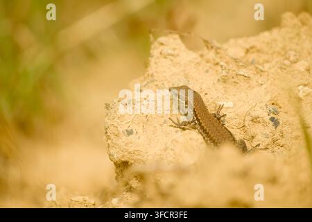 Close-up of a common wall lizard resting on a sunlit rocky surface, partially concealed among the warm-toned rocks and vegetation, with its textured b Stock Photo
