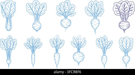 Vegetable beetroot outline blue on transparent background for healthy eating and natural food products. Stock Vector
