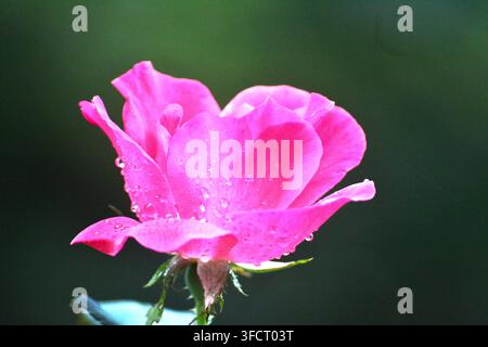 A vibrant pink rose blossom covered in fresh water droplets of morning dew against a dark green background Stock Photo