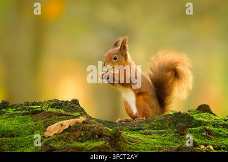 Red Squirrel (Sciurus vulgaris) in woodland setting, sitting on mossy log at Loch Leven, Scotland Stock Photo