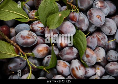 plums, plum fruit, red plum, sliced plum, halved plum, fresh plums, fruit, plum isolated, juicy plum, stone fruit, plum photography, plum background, Stock Photo