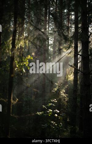 Sun rays streaming through tall trees in dark forest Stock Photo