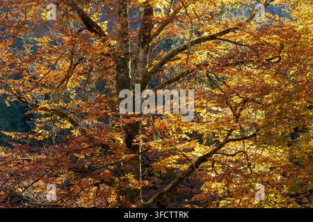 Sunlit golden and copper foliage of a beech tree in autumn in the Cansiglio Forest, Veneto region, northern Italy Stock Photo