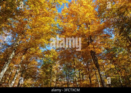 Looking up at the golden canopy of a beech forest in autumn under a blue sky in the Cansiglio Forest, Veneto, Italy Stock Photo
