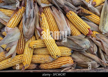 Close-up full frame view of harvested dried corn cobs with dry husks, creating a natural golden agricultural background Stock Photo