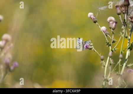 Green- veined White Pieris napi,secong brood female butterfly feeding on creeping thistle flowers along a field margin,Nottinghamshire,UK,July Stock Photo