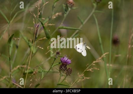 Green-veined White Pieris napi,second boord imago butterfly flying towards flowers of knapweed to feed on along a field margin,Nottinghamshire,UK,July Stock Photo