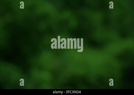 Green nature out of focus bokeh background. Defocused abstract dark forest blurry texture. Stock Photo