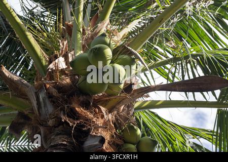 Cluster of green coconuts nestled among long palm fronds on a tropical coconut palm, captured close-up with sunlight filtering through leaves, evoking Stock Photo