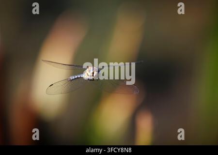 A male Emperor Dragonfly (Anax imperator) airborne in flight at Bolder Mere lake on Ockham Common, Surrey, south-east England in summer Stock Photo