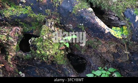 natural woodland decay with tree cavities for tiny woodland dwellings Stock Photo